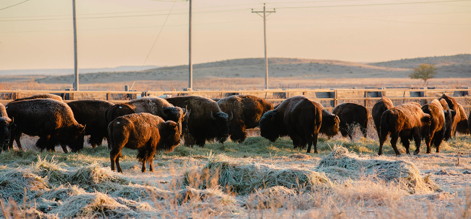 Buffalo transported from Wind Cave State Park.
