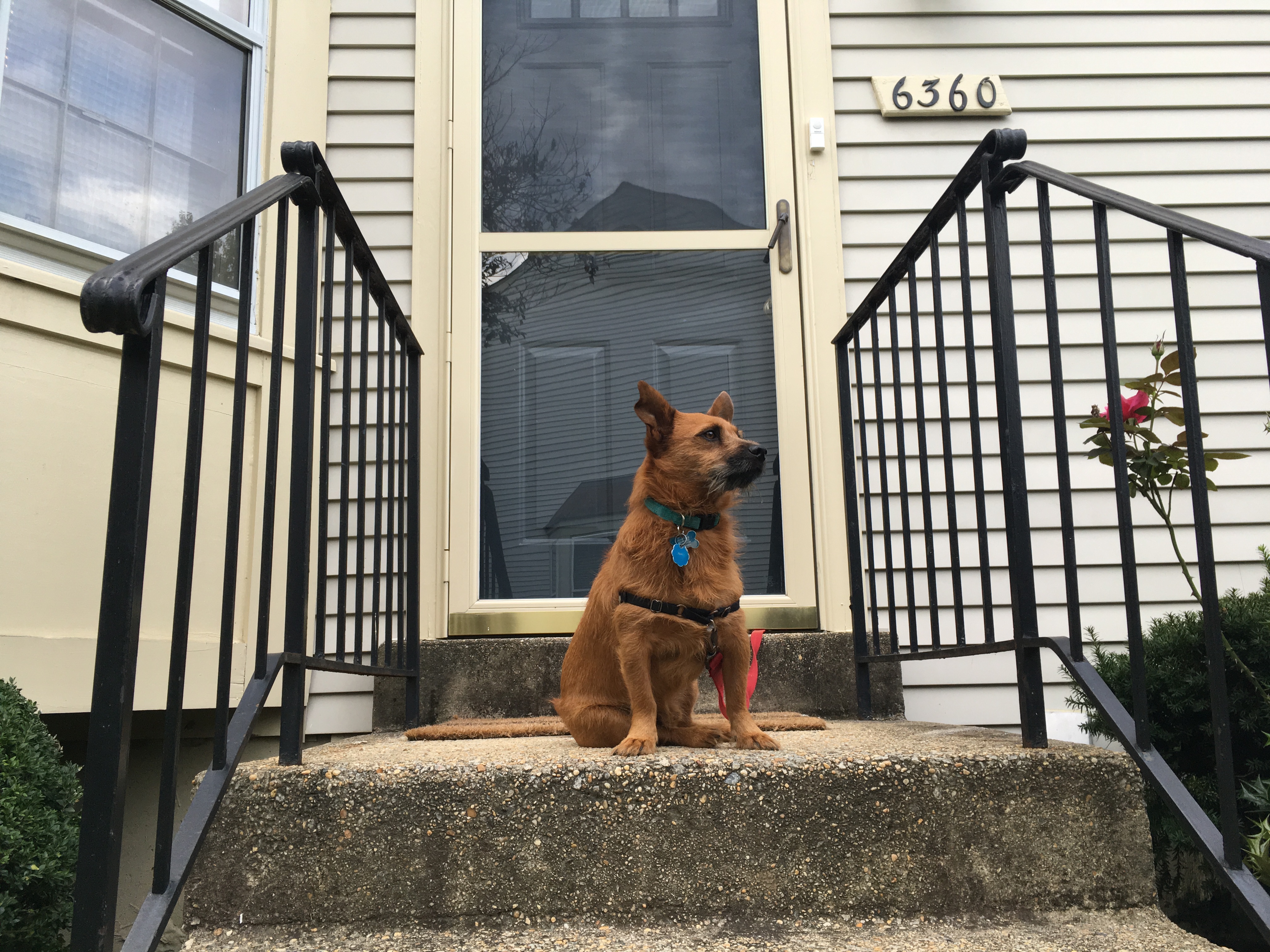 Frankie the dog