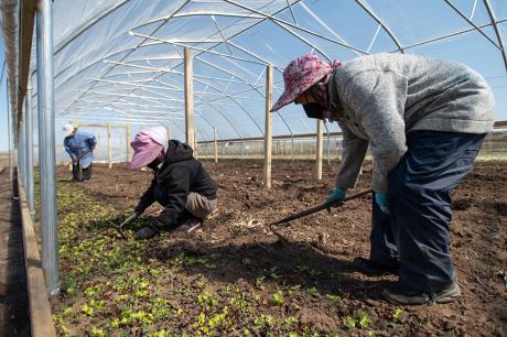 Three farmers work together in a greenhouse on the Hmong American Farmers Association farm. Photo by Caroline Yang for the Urban Institute.