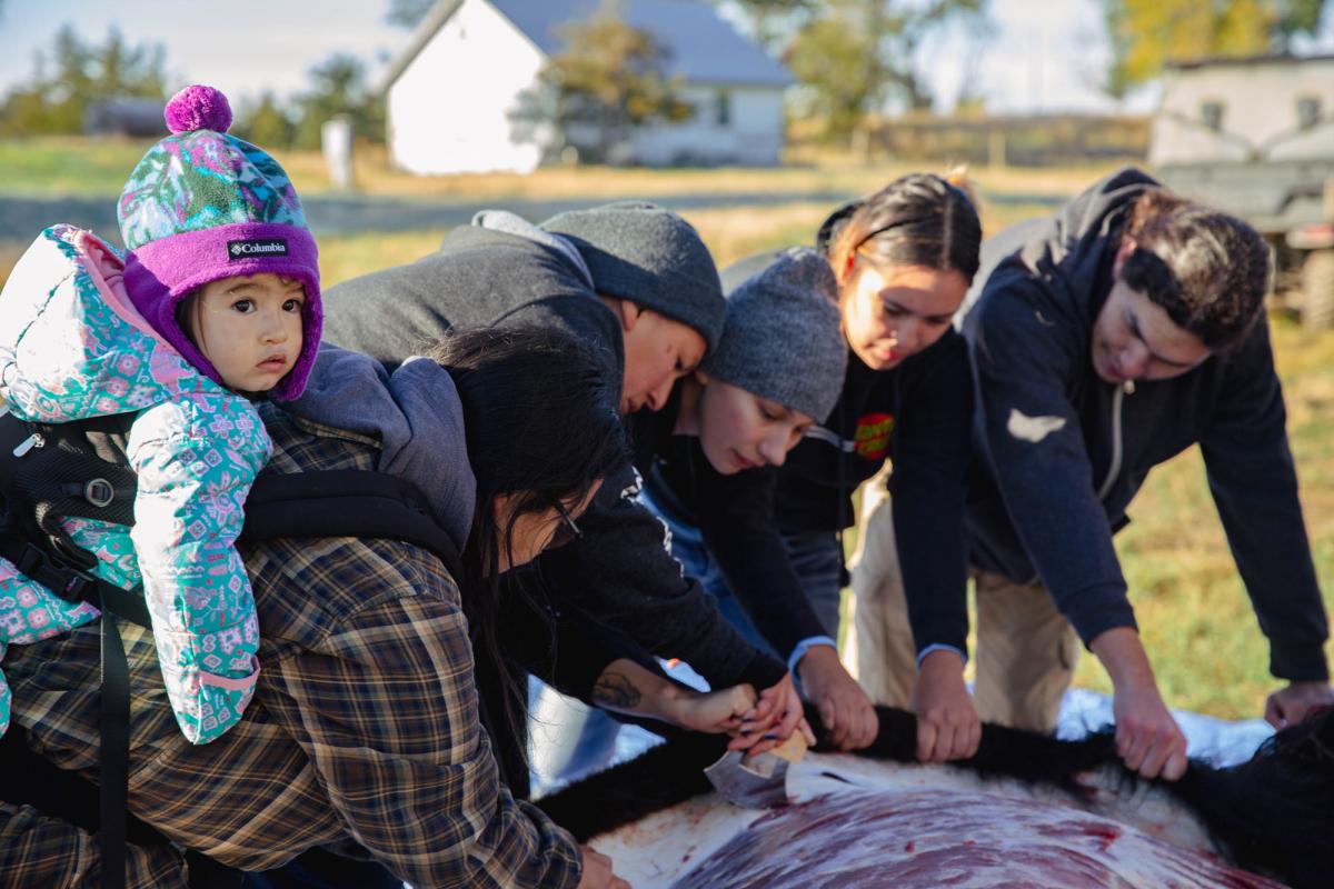 Tribal members work together to remove a buffalo’s hide